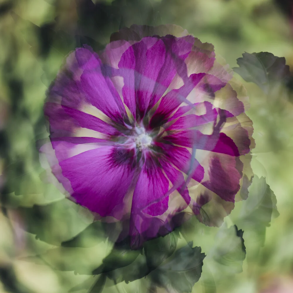 Hibiskus Blüten Muster - fotokunst von Nadja Jacke