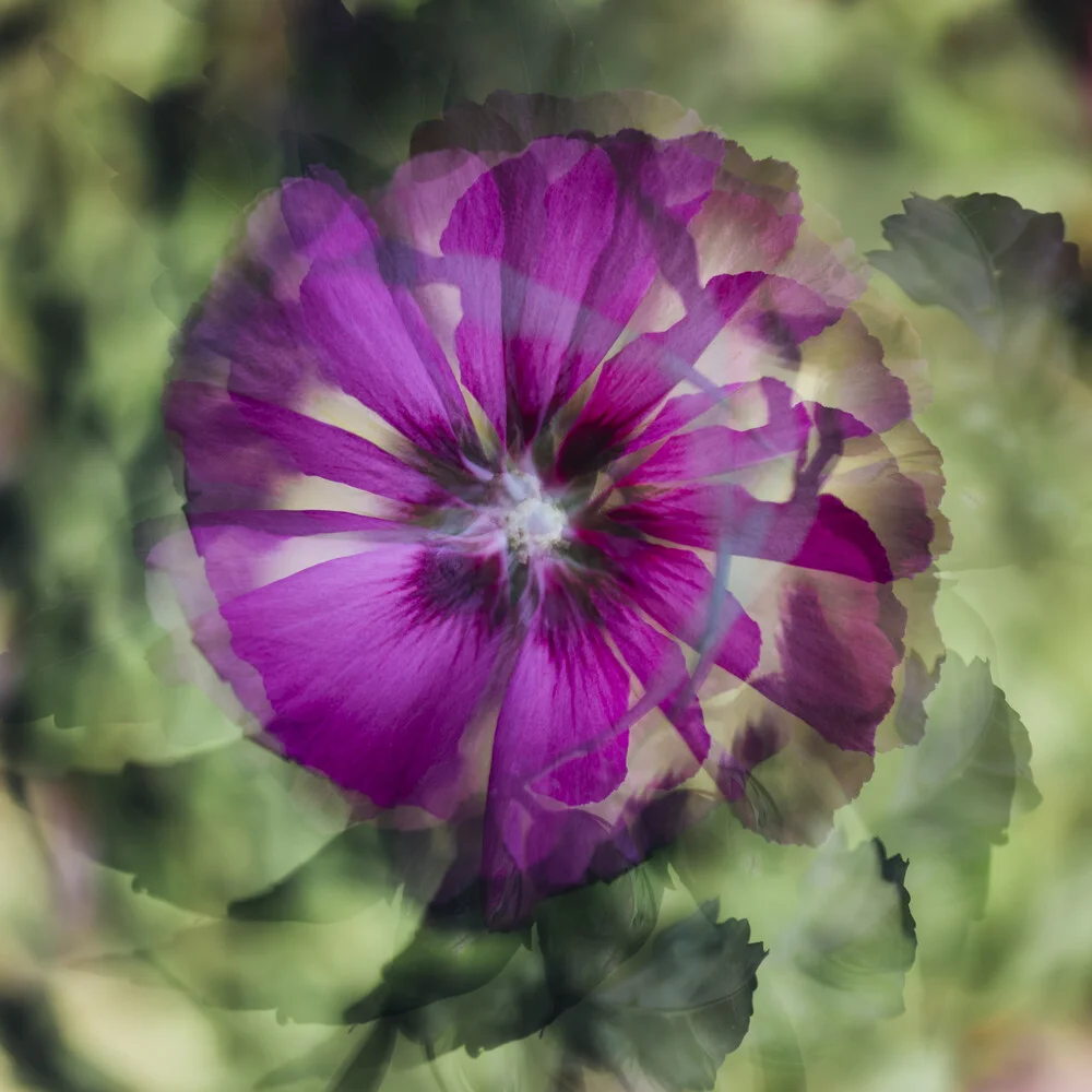 Hibiscus flowers pattern - Fineart photography by Nadja Jacke