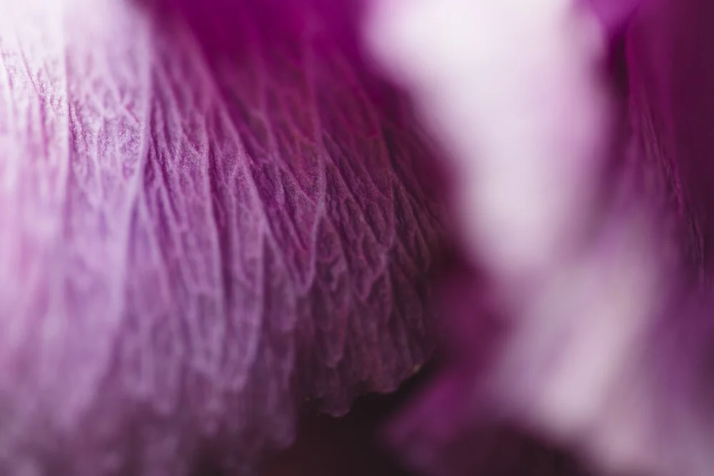 Hibiskus Blütenblatt - fotokunst von Nadja Jacke