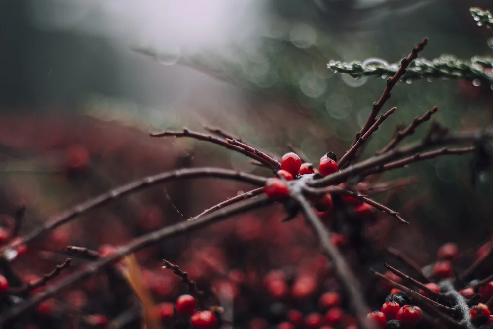 rote Beeren des Feuerdorns im Winter - fotokunst von Nadja Jacke