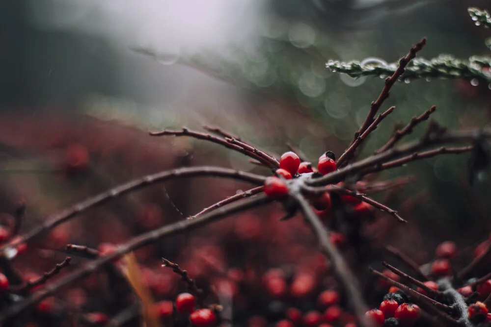 red berries of the firethorn in the winter - Fineart photography by Nadja Jacke