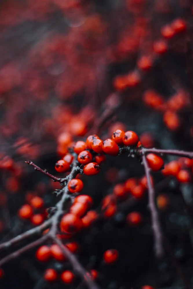 rote Beeren des Feuerdorns im Winter - fotokunst von Nadja Jacke