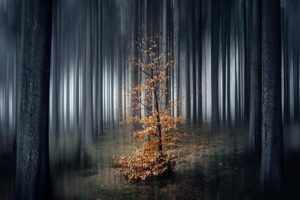 Kleines Bäumchen im dunklen Wald - fotokunst von Oliver Henze