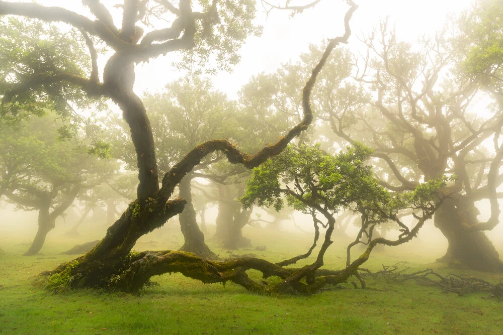 Place of fairytales - fotokunst von Anke Butawitsch