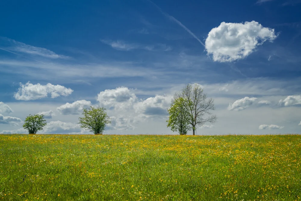 spring meadow - fotokunst von Anke Butawitsch