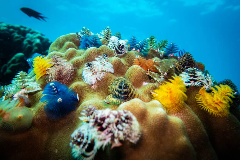 Christmastreeworms - Fineart photography by Eva Lorenbeck