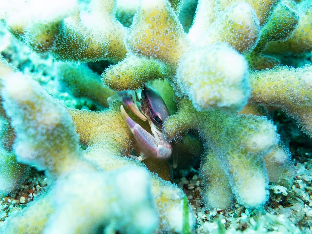 Hiding Crab - Fineart photography by Eva Lorenbeck