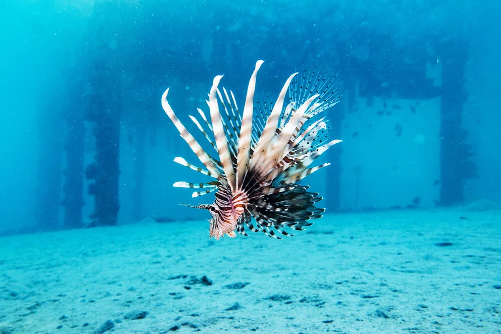 Lionfish - Fineart photography by Eva Lorenbeck