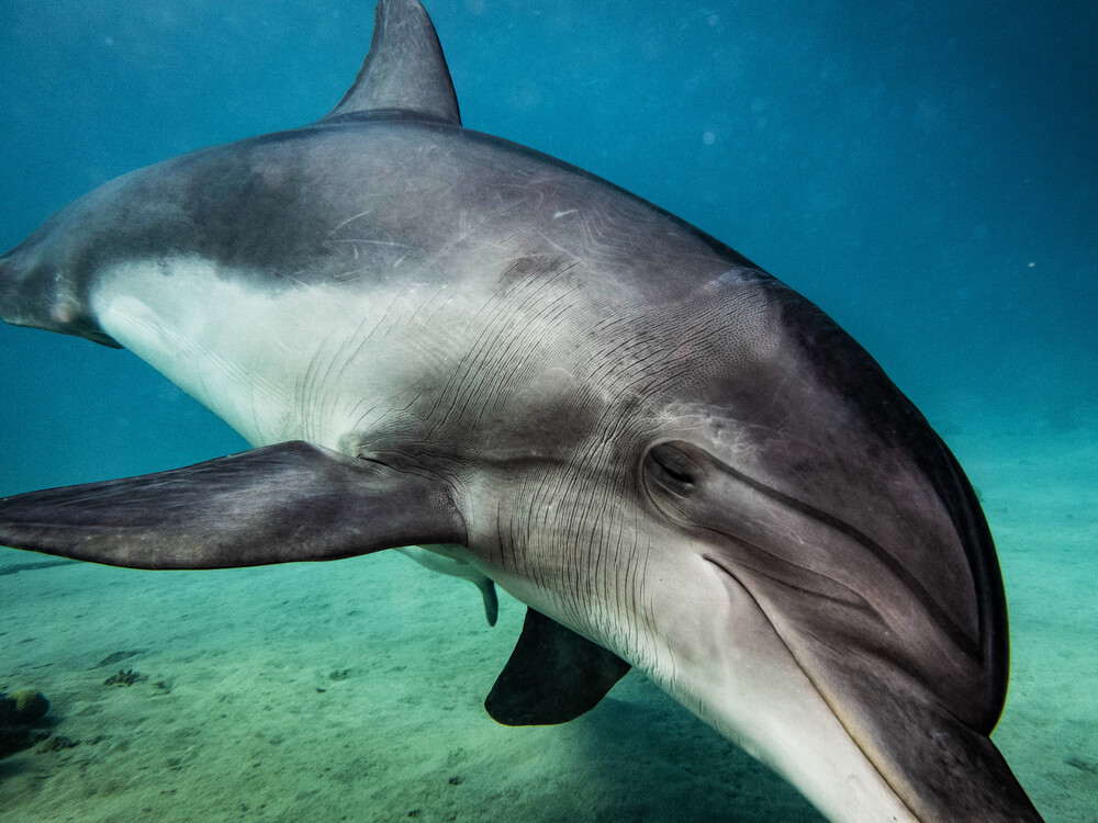Delfin - fotokunst von Eva Lorenbeck