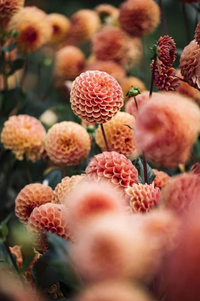 Pompon dahlia in the autumn sun - Fineart photography by Nadja Jacke