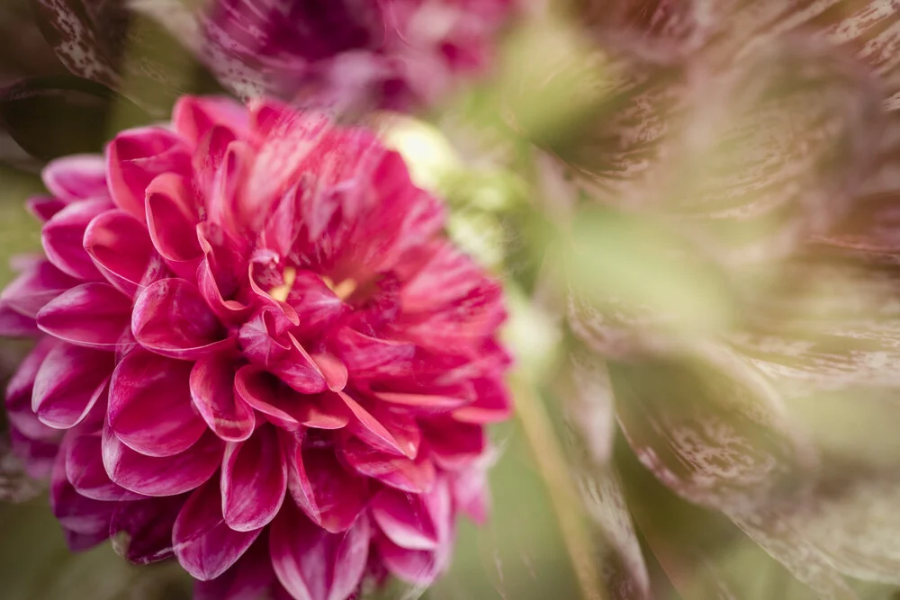 Double dahlia blossom - Fineart photography by Nadja Jacke