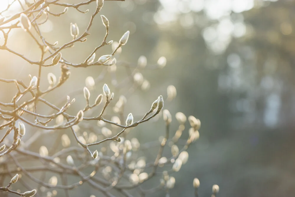 Magnolienknospen im Sonnenlicht - fotokunst von Nadja Jacke