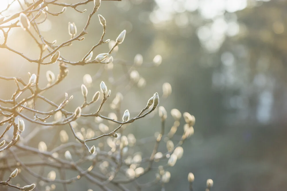 Magnolia buds in the sunlight - Fineart photography by Nadja Jacke