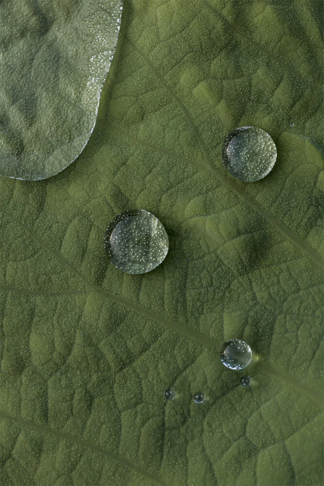 Lotus Water Drops - fotokunst von Studio Na.hili