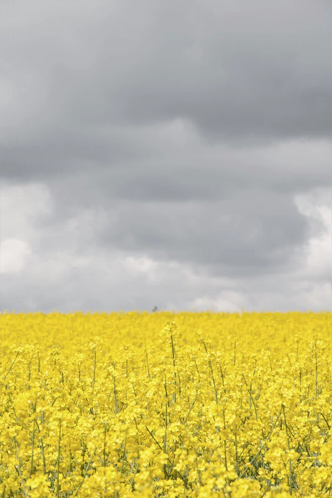 Grey and yellow fields - Fineart photography by Studio Na.hili