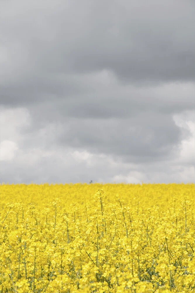 Grey and yellow fields - fotokunst von Studio Na.hili