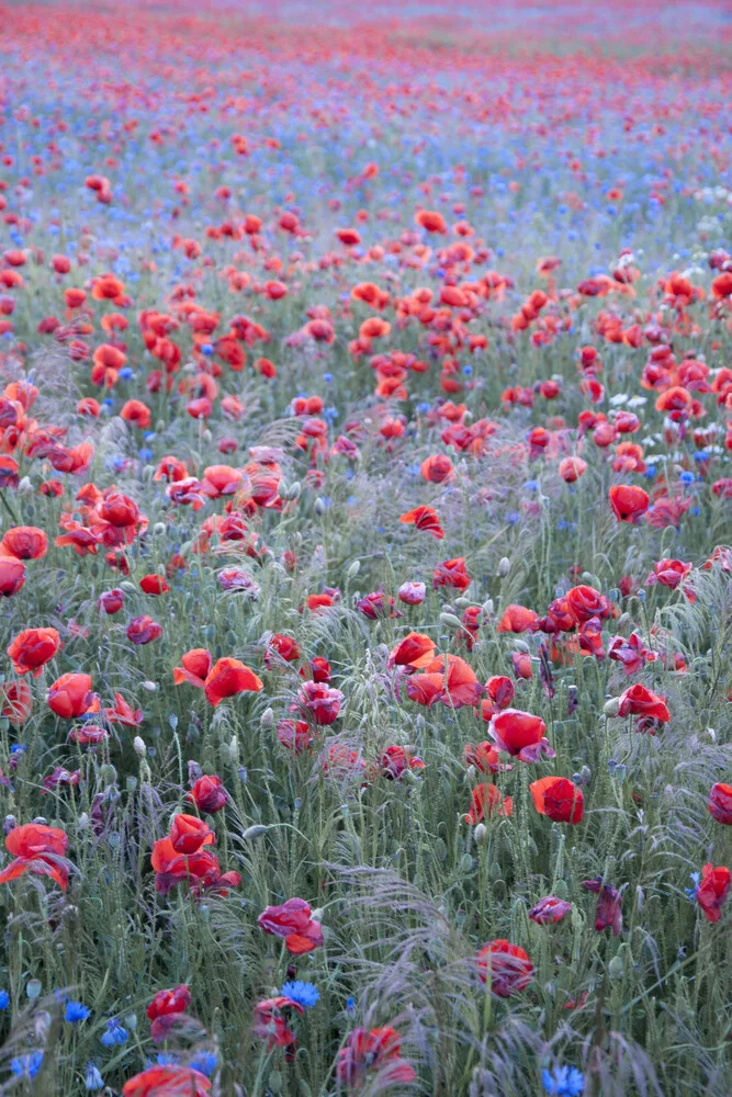 Poppy Seed Heaven - fotokunst von Studio Na.hili