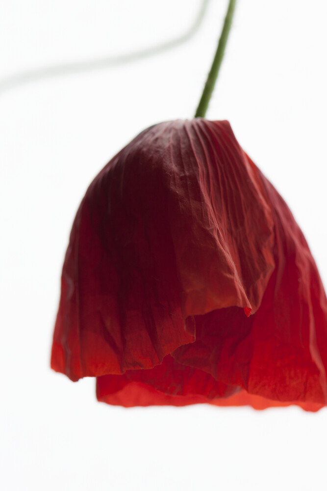Poppy Seed Dress - fotokunst von Studio Na.hili