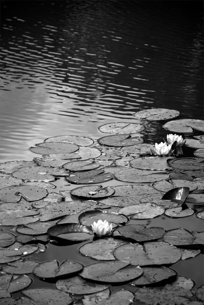 Floating on the water - fotokunst von Studio Na.hili