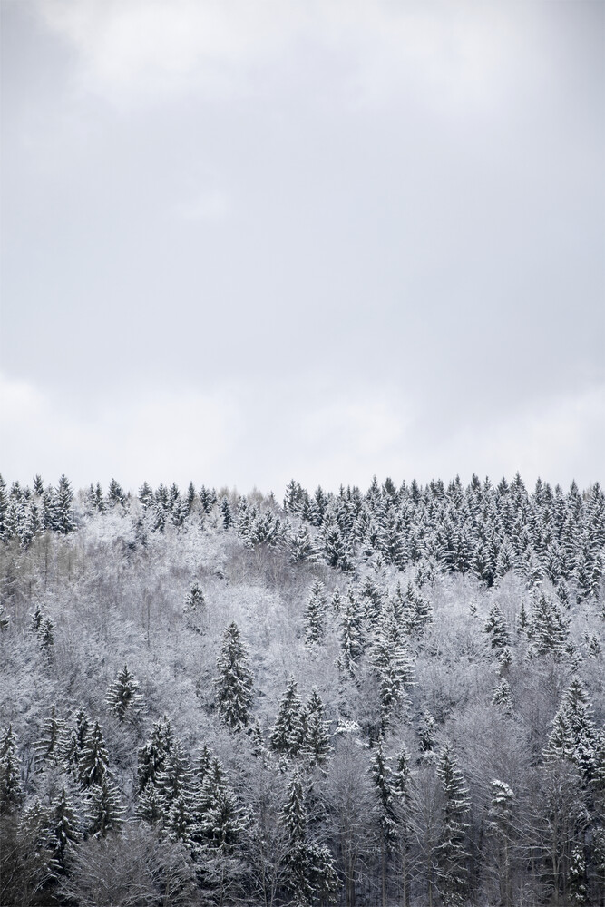 White Winter Forest - fotokunst von Studio Na.hili
