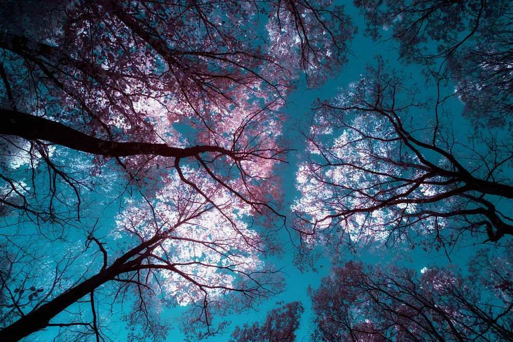 Glowing trees - fotokunst von Darius Ortmann