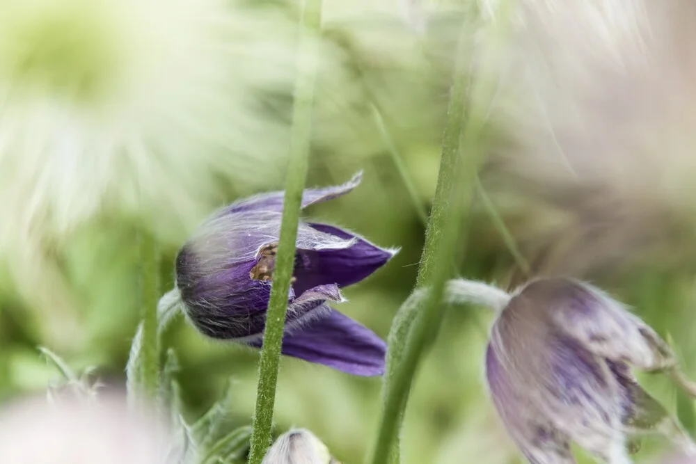 Blume IV - Kuhschelle - fotokunst von Michael Schulz-dostal