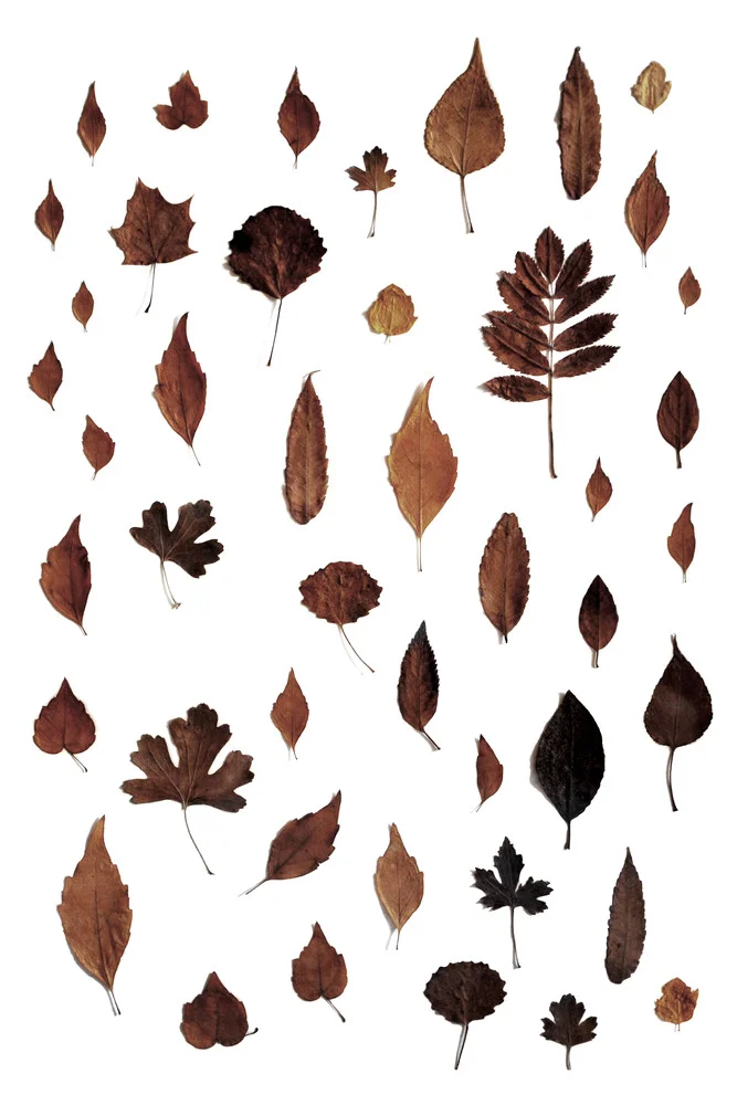 Signs of Autumn - fotokunst von Studio Na.hili