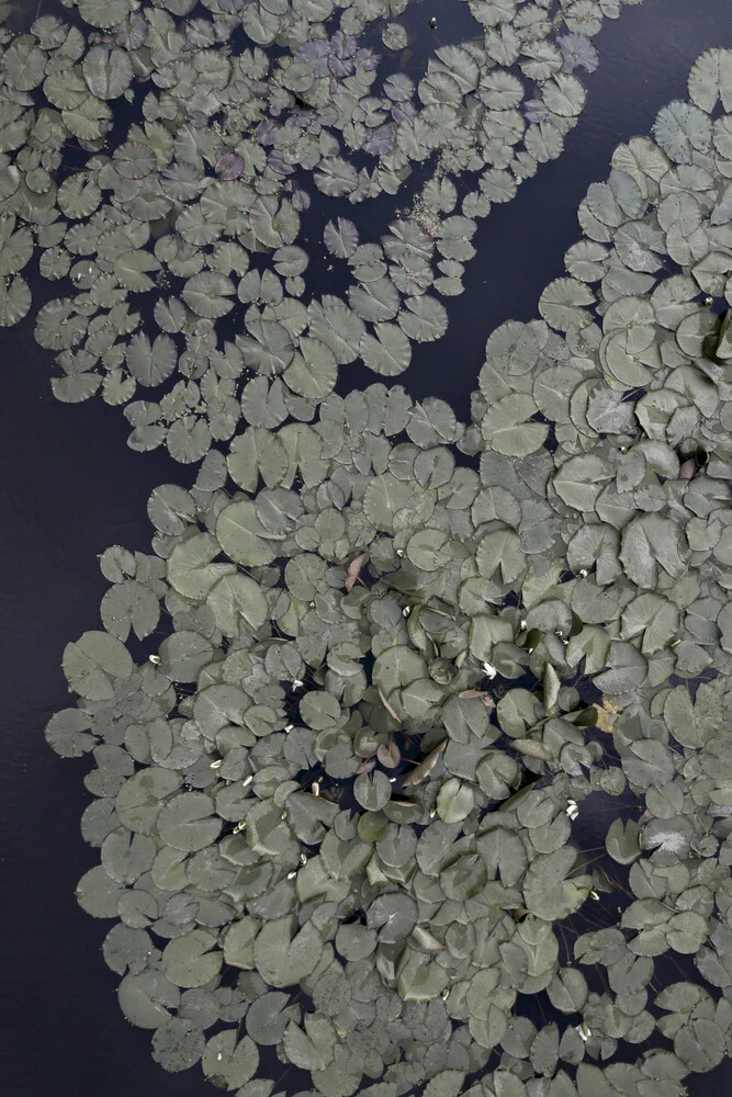 Water Lily Garden - fotokunst von Studio Na.hili