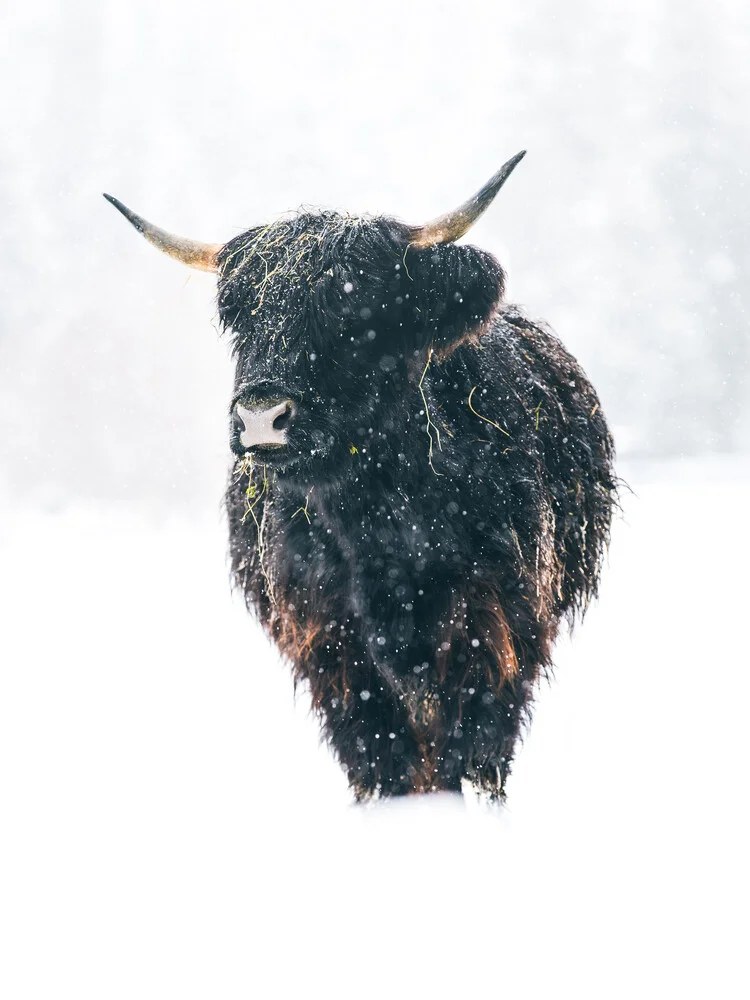 Schottisches Hochlandrind im Winter - fotokunst von Lars Schmucker