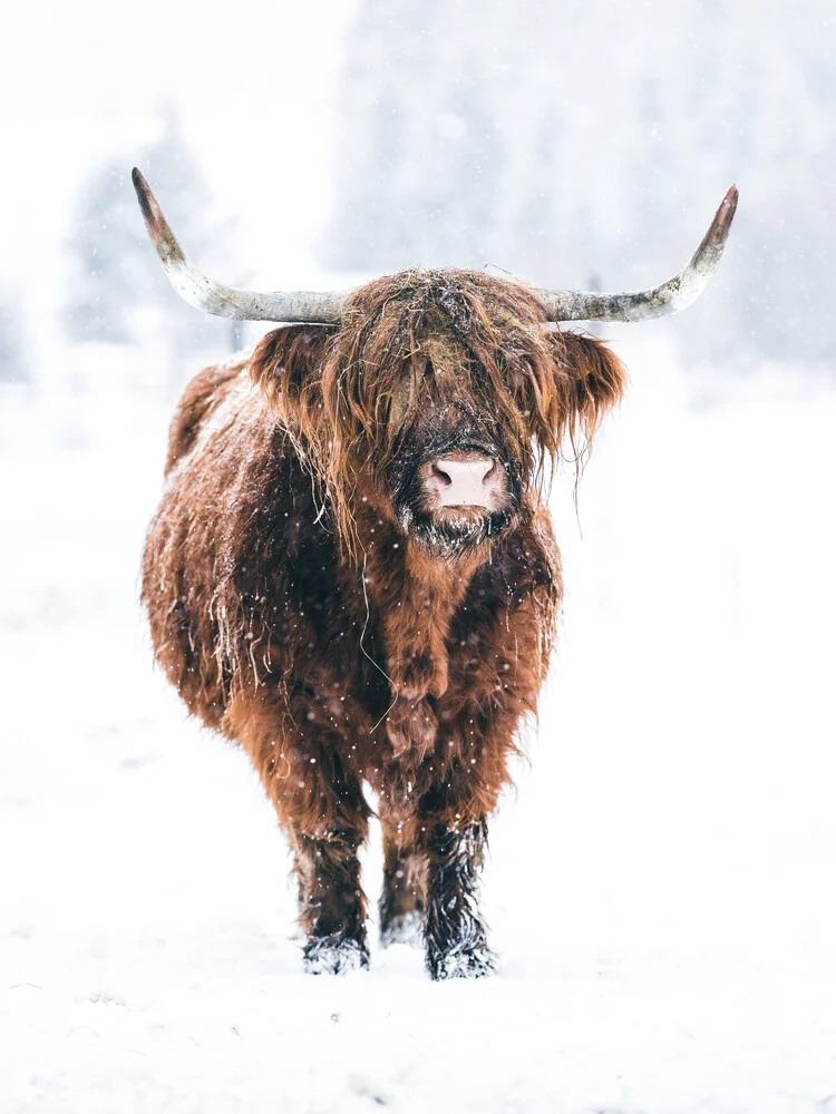 Braune Kuh mit Hörnern im Winter - fotokunst von Lars Schmucker