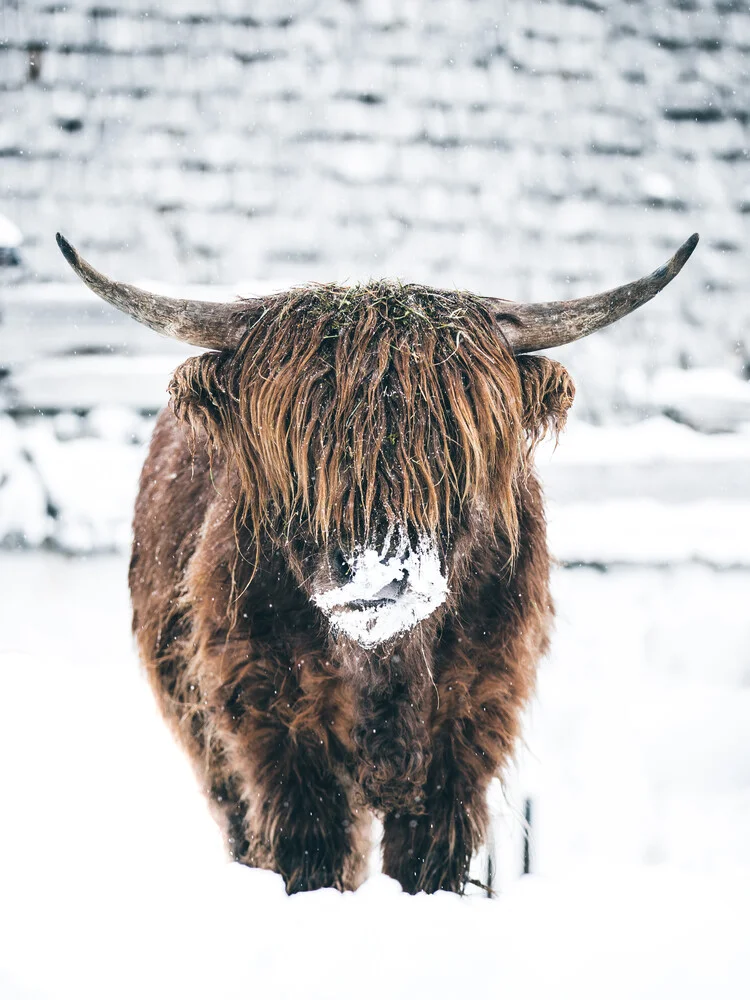 Galloway Rind  im Winter - fotokunst von Lars Schmucker
