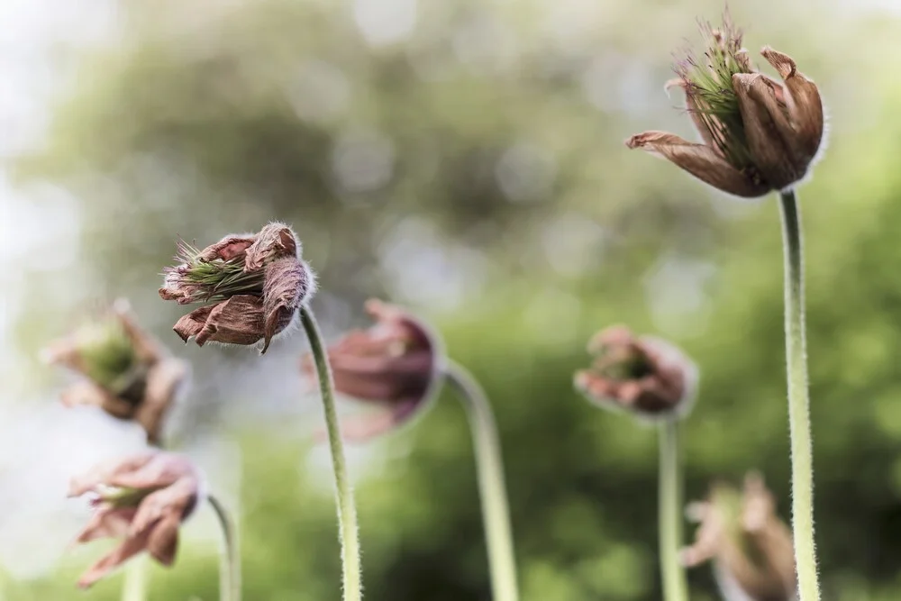 Blume VII - Kuhschelle - Fineart photography by Michael Schulz-dostal