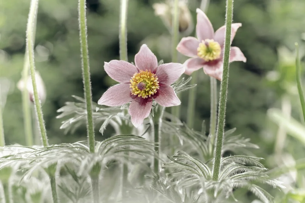 Blume VIII - Kuhschelle - fotokunst von Michael Schulz-dostal