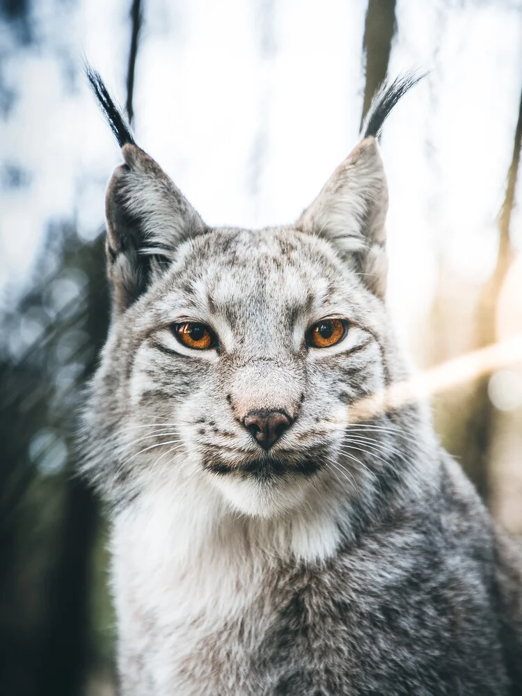 Potrait eines Luchses im Wald - fotokunst von Lars Schmucker