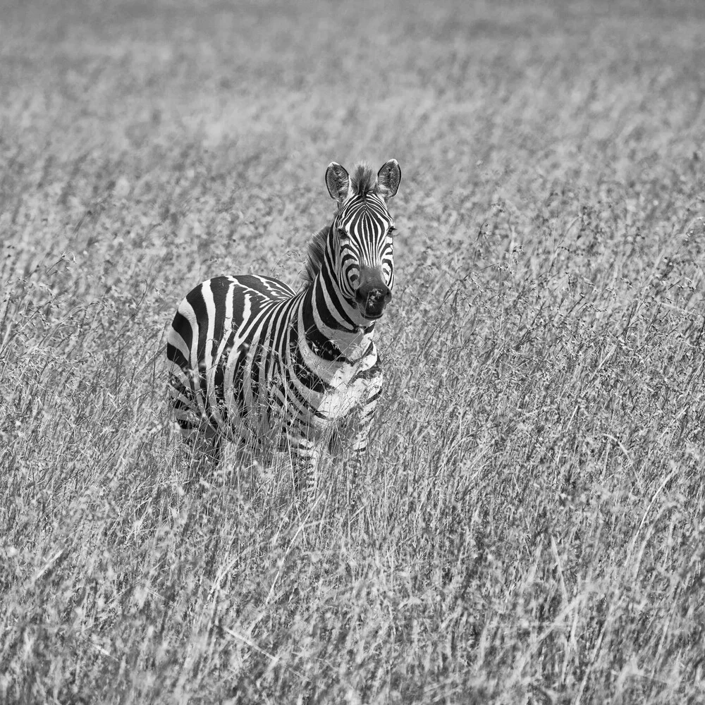 Zebra im Gras - fotokunst von Angelika Stern