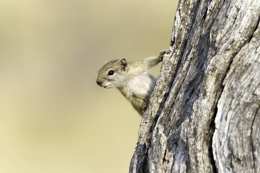 Nosy - Fineart photography by Angelika Stern