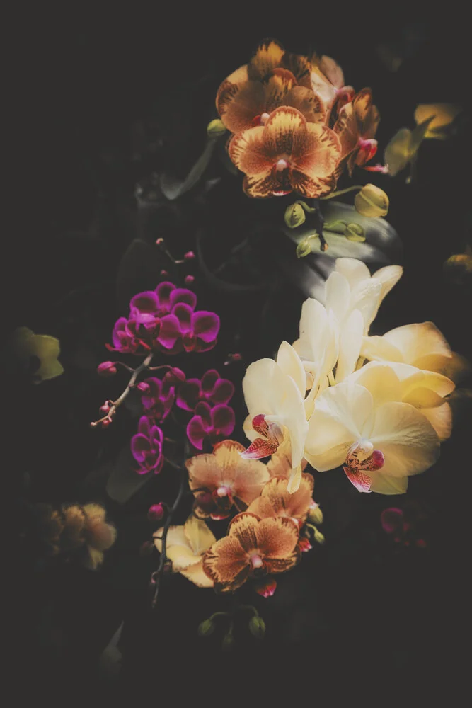 Flower Bouquets - Fineart photography by Pascal Deckarm