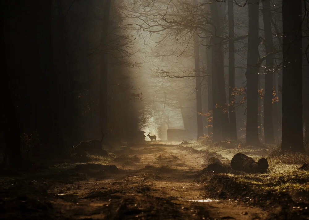 Lonely deer - fotokunst von Jakub Wencek