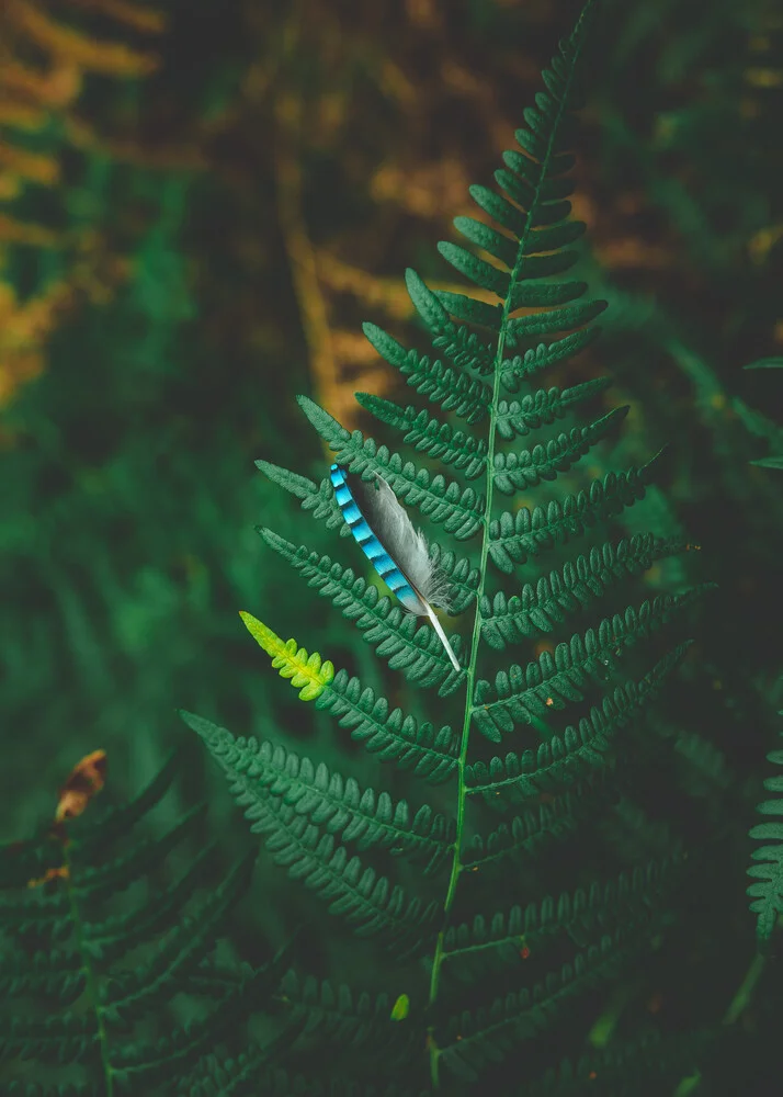 The lost feather - fotokunst von Jakub Wencek