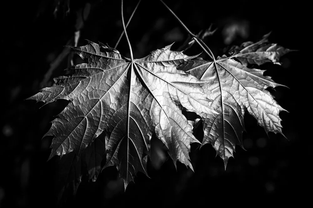 Ahorn - fotokunst von Malte Scherf