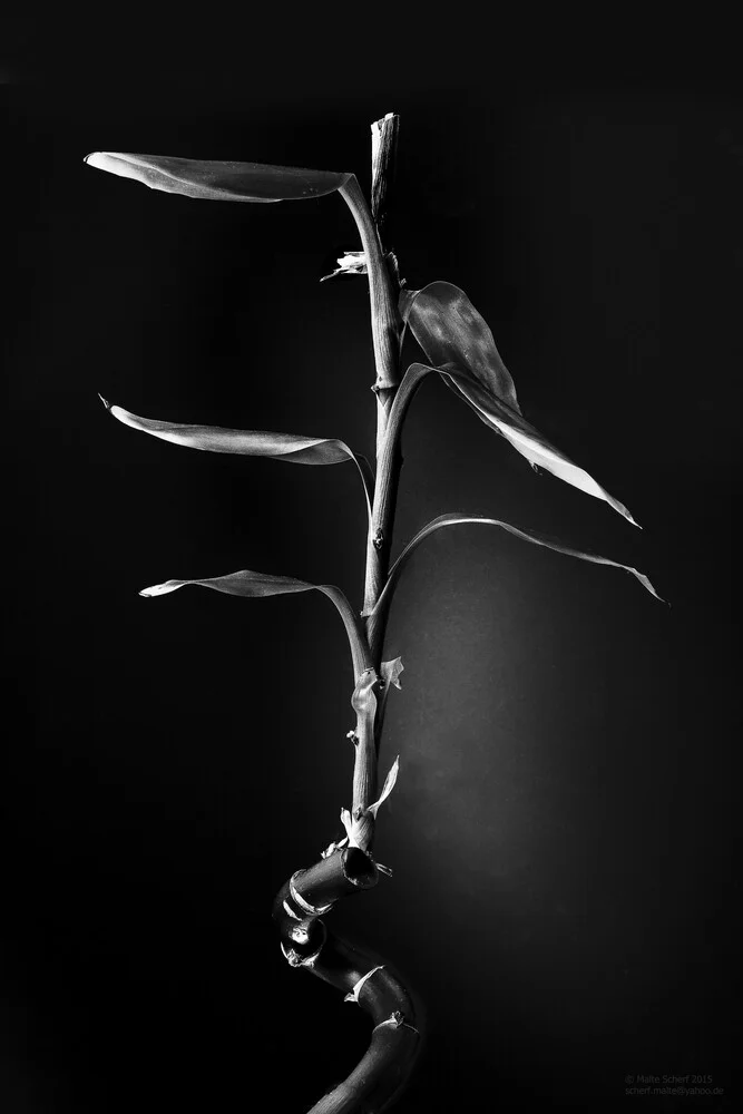 Bambus - fotokunst von Malte Scherf