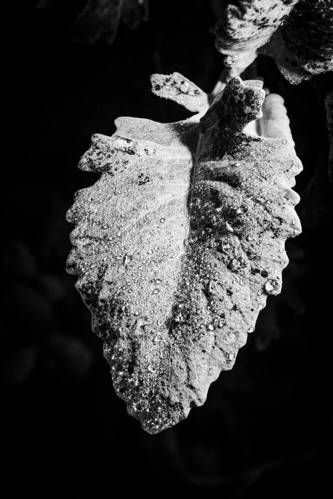 Leaf with drops 2 - Fineart photography by Malte Scherf