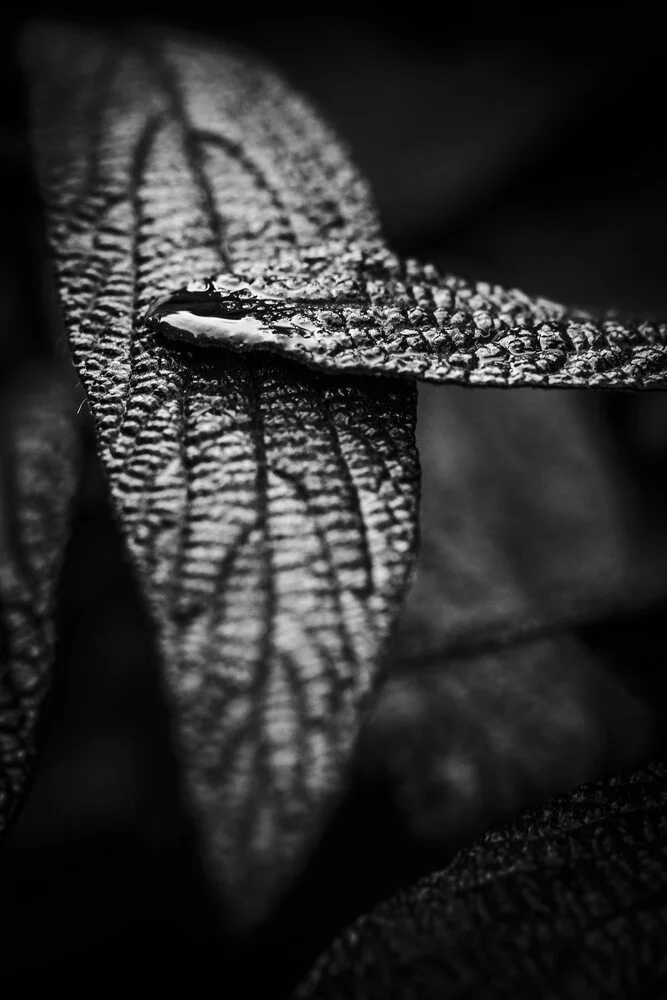 Leaf with drop - Fineart photography by Malte Scherf