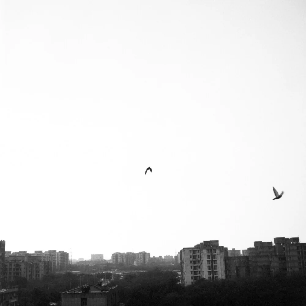 two birds - fotokunst von Shantala Fels