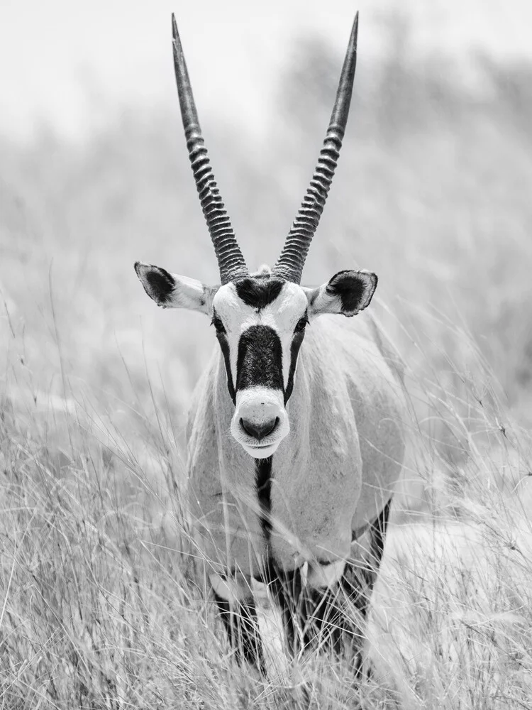 Oryx Kalahari Transfrontierpark Südafrika - fotokunst von Dennis Wehrmann