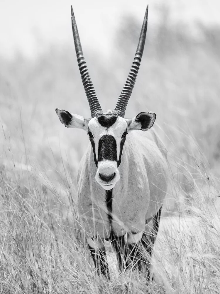 Oryx - Fineart photography by Dennis Wehrmann