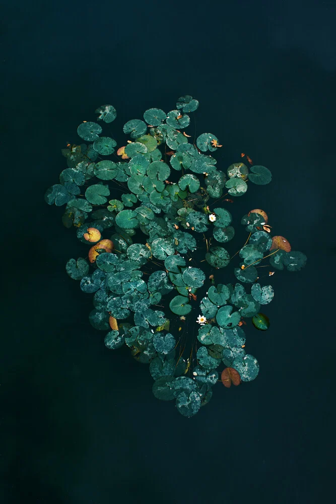 Water Lilies - Fineart photography by Katja Kemnitz