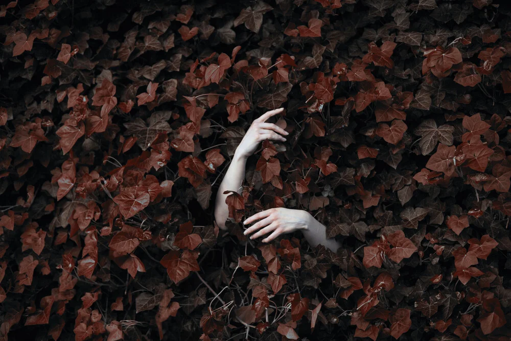 Ivy - Fineart photography by Katja Kemnitz