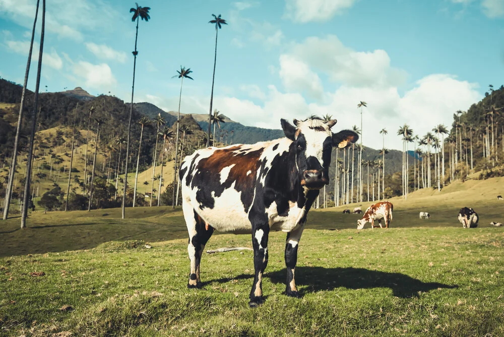 Kuh unter Palmen - fotokunst von Philipp Awounou