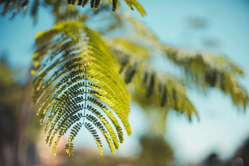 Green Beauty - Fineart photography by Philipp Awounou